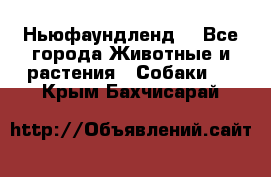 Ньюфаундленд  - Все города Животные и растения » Собаки   . Крым,Бахчисарай